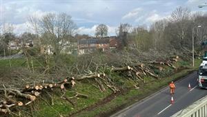 Tree felling on the A38
